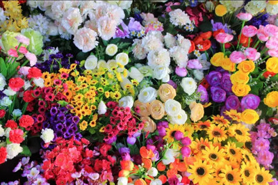 深圳小荷蘭 花卉仙境與機(jī)械設(shè)備交織的浪漫之旅