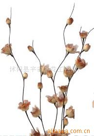 供應葉脈花、龍柳、三叉木、龍桑、蘆葦專業指南