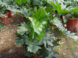 ?？谲缌芑ɑ芊N苗 為您的家居生活增添自然色彩